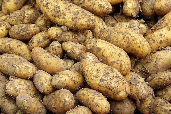 Nieuwe aardappelen 2 kg De Vrijloophoeve Webshop